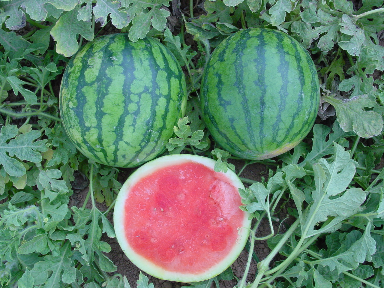 sandia-mini-sin-pepitas