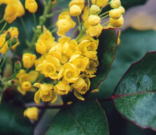 Mahonia_aquifolium_flowers