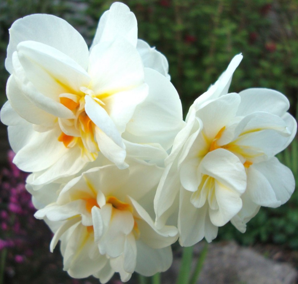 narcisos-blancos