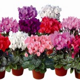 CYCLAMEN