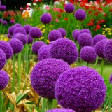 allium