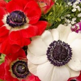 anemonas