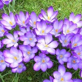 crocus