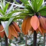 fritilaria