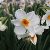 narciso