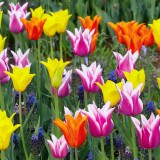 tulipanes