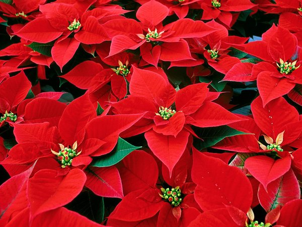 poinsettias