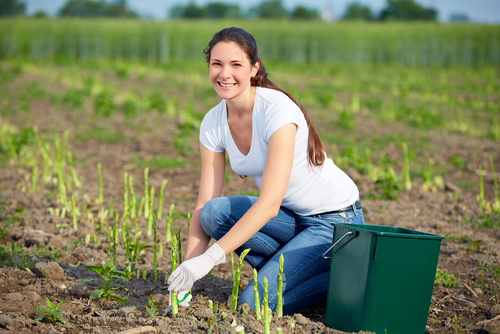 Agricultura Ecologica 2