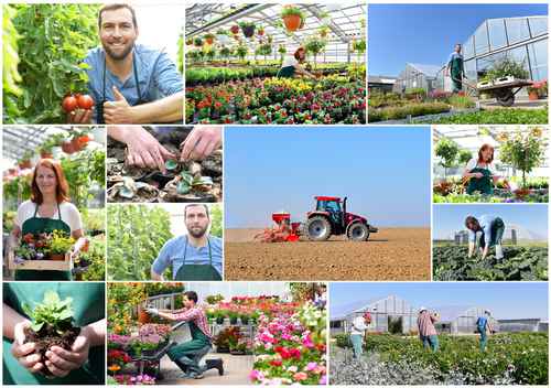 Collage Landwirtschaft und grtnerei, Anbau und Produktion von Ge