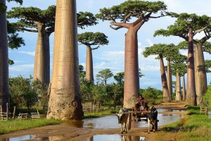 Baobab 2