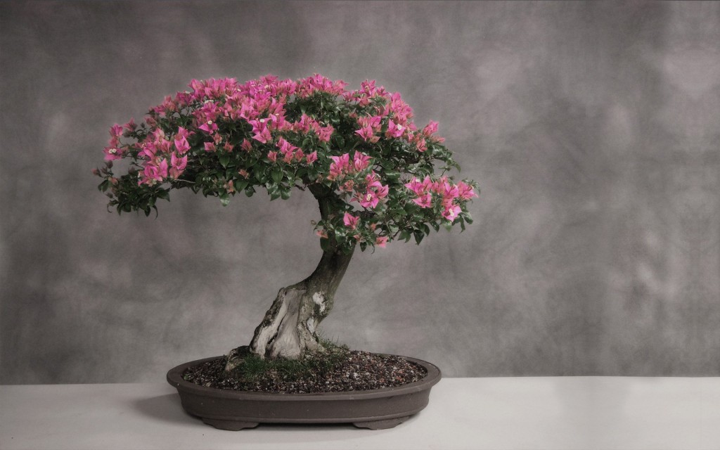 Bonsai