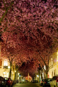 Cerezos en Flor 12