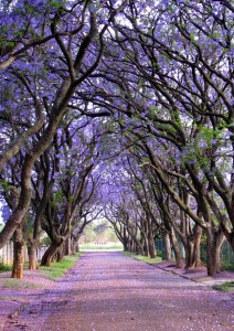 Jacaranda 9