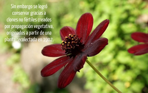 Flores 26